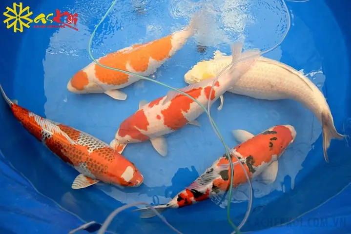 Cá Koi Bị Sốc Nước: Nguyên Nhân, Dấu Hiệu và Cách Cứu Chữa Kịp Thời