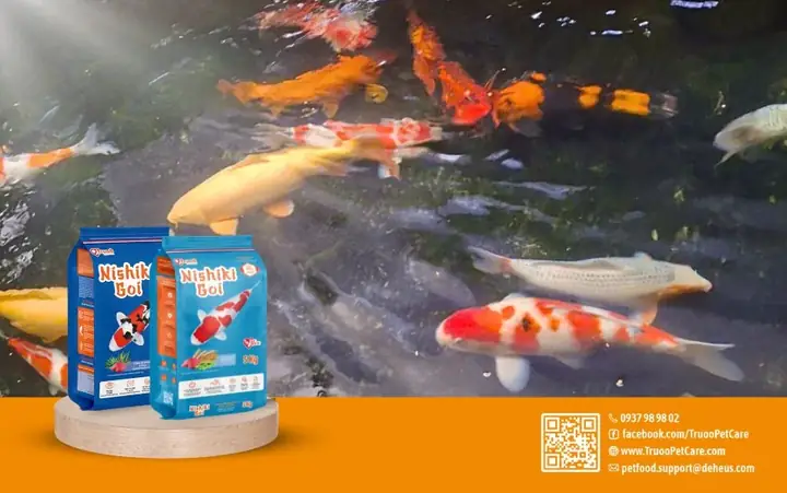 Cá Koi Bị Thối Đuôi: Dấu Hiệu, Nguyên Nhân và Cách Điều Trị Hiệu Quả