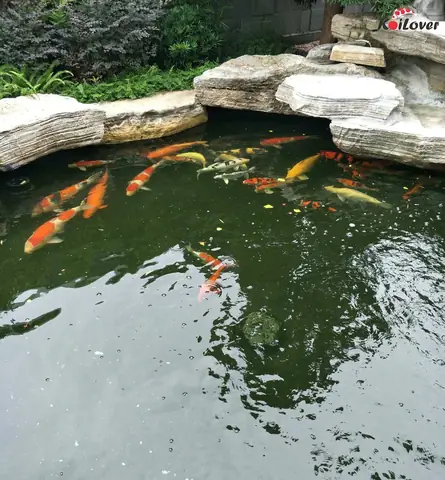 Cá Koi Bị Tuột Nhớt: Nguyên Nhân, Triệu Chứng Và Cách Điều Trị Hiệu Quả Cá Koi Bị Tuột Nhớt: Nguyên Nhân, Triệu Chứng Và Cách Điều Trị Hiệu Quả