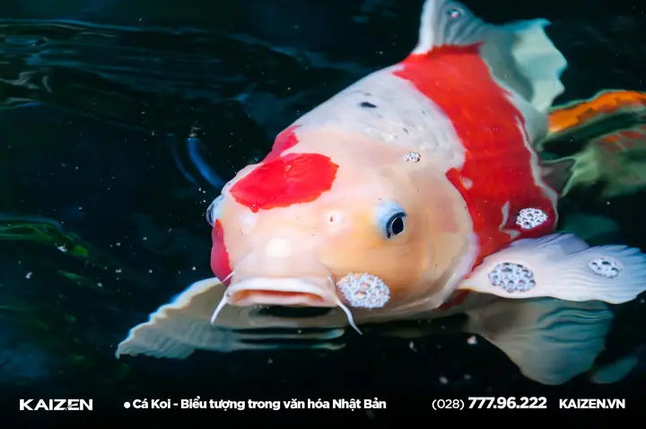 Cá Koi: Biểu Tượng Nhật Bản Mang Ý Nghĩa Sâu Sắc Gì?