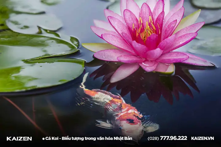 Cá Koi: Biểu Tượng Nhật Bản Mang Ý Nghĩa Sâu Sắc Gì?