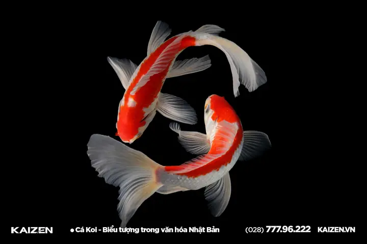 Cá Koi: Biểu Tượng Nhật Bản Mang Ý Nghĩa Sâu Sắc Gì?