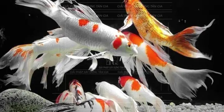 Cá Koi Bướm Mini: Tổng Hợp Đặc Điểm, Giá Và Cách Chăm Sóc