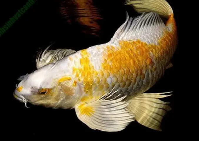 cá koi bướm trắng cá koi bướm trắng