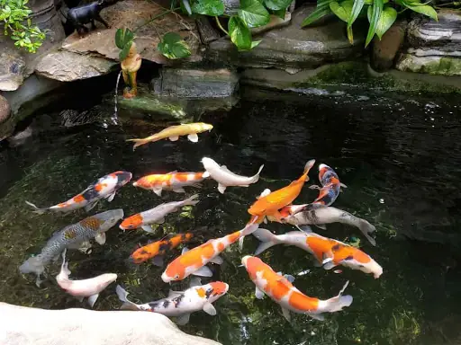Hướng Dẫn Toàn Diện Về Cá Koi Tại Buôn Ma Thuột