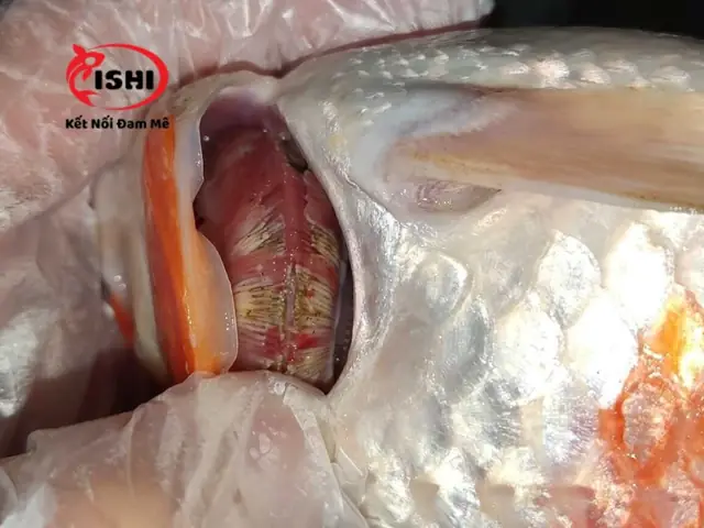 Cá Koi Cạ Mình: Nguyên Nhân, Triệu Chứng và Giải Pháp Toàn Diện