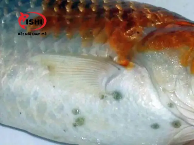 Cá Koi Cạ Mình: Nguyên Nhân, Triệu Chứng và Giải Pháp Toàn Diện