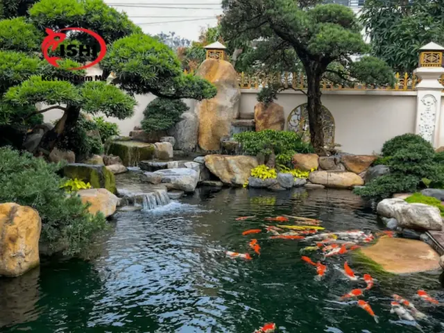 Cá Koi Cạ Mình: Nguyên Nhân, Triệu Chứng và Giải Pháp Toàn Diện