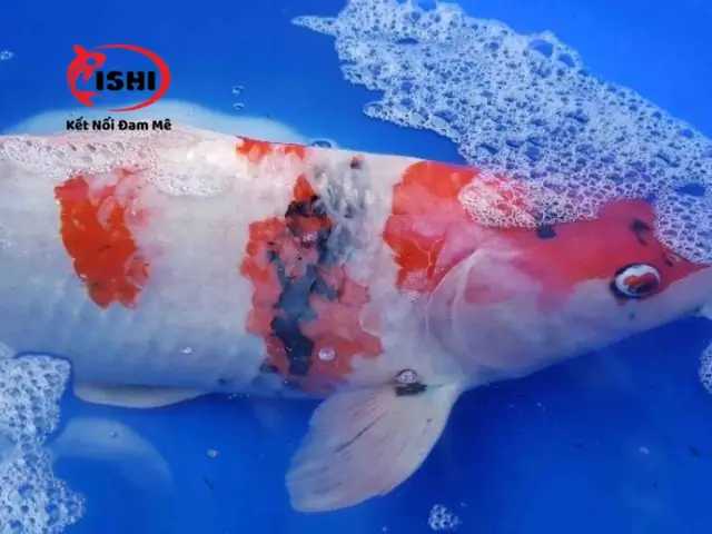 Cá Koi Cạ Mình: Nguyên Nhân, Triệu Chứng và Giải Pháp Toàn Diện