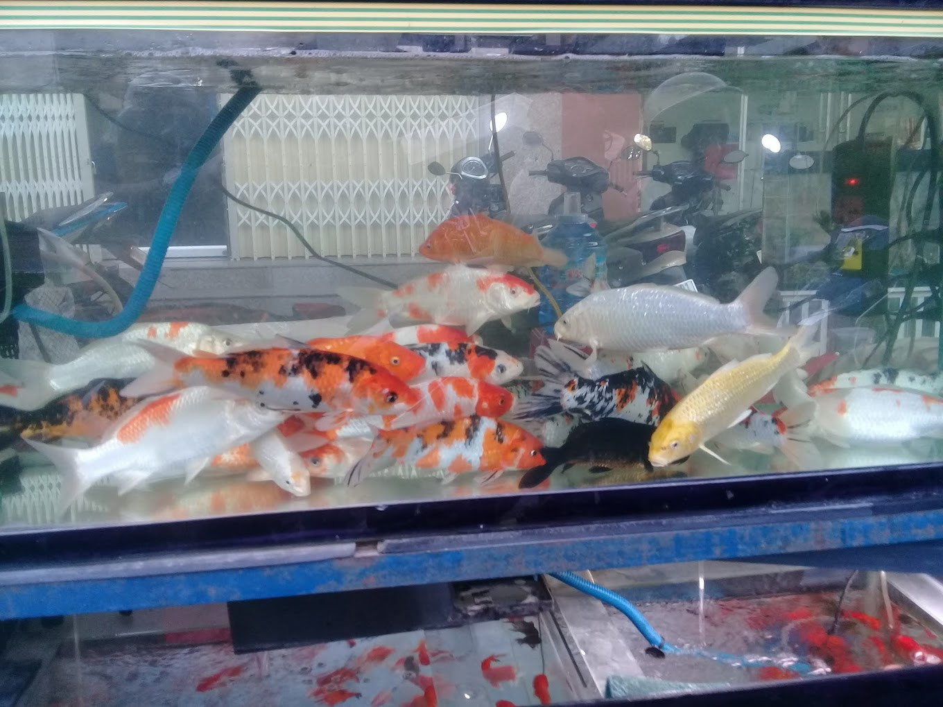 Cá Koi cao cấp, biểu tượng của sự may mắn