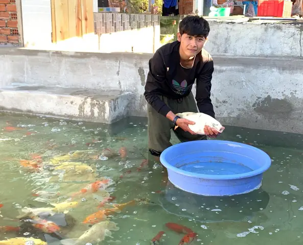 Cá Koi Đắk Lắk: Hướng Dẫn Nuôi, Chăm Sóc và Địa Chỉ Mua Bán