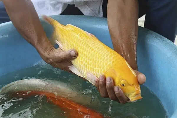 Cá Koi F1 là gì? Hướng dẫn chi tiết cách phân biệt và chăm sóc