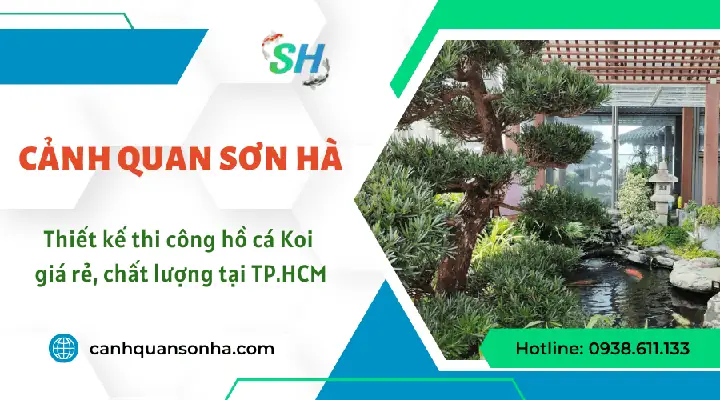 Mua cá Koi giá rẻ TPHCM: Cẩm nang chọn trại cá uy tín