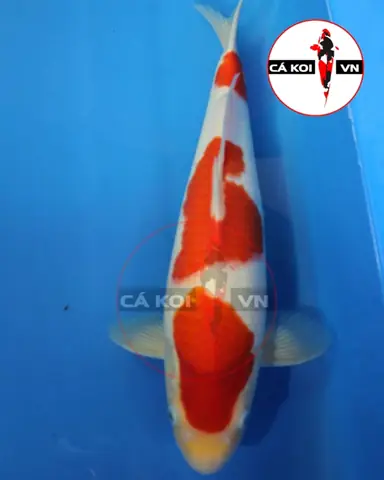 Hướng Dẫn Toàn Diện Về Cá Koi Giống Nhỏ Cho Người Mới