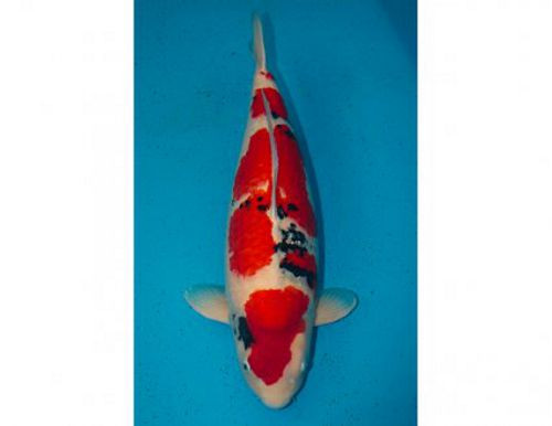 Cá Koi Grand Champion màu sắc rực rỡ, uy nghi bơi lội trong hồ cảnh lớn, biểu tượng của sự may mắn.