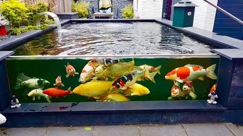 Cá Koi Khổng Lồ: Giải Mã Vẻ Đẹp Và Kích Thước Ấn Tượng