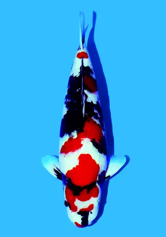 Showa