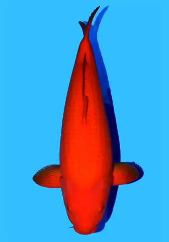 Benigoi