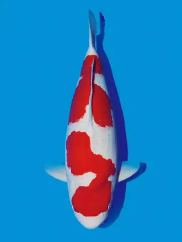 Nguồn gốc của cá Koi