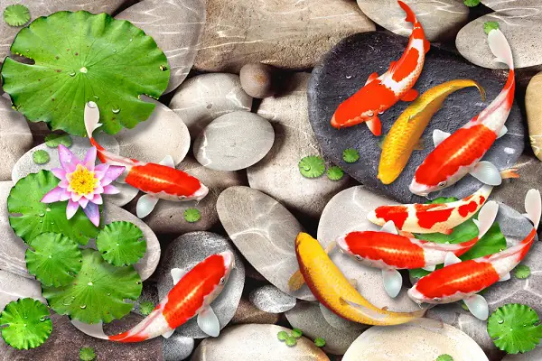 Ý nghĩa phong thủy của cá Koi