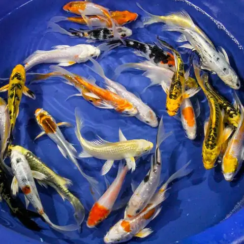 Cá Koi Mini Ăn Gì? Hướng Dẫn Chế Độ Dinh Dưỡng Toàn Diện