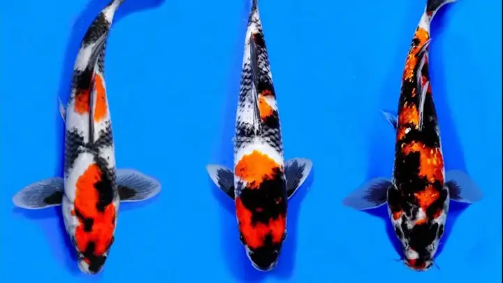 Cá Koi Mini Ăn Gì? Hướng Dẫn Chế Độ Dinh Dưỡng Toàn Diện