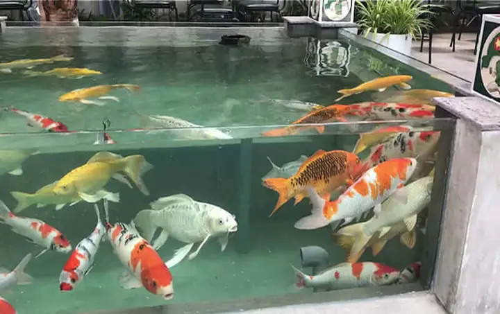 cá koi mini giá rẻ