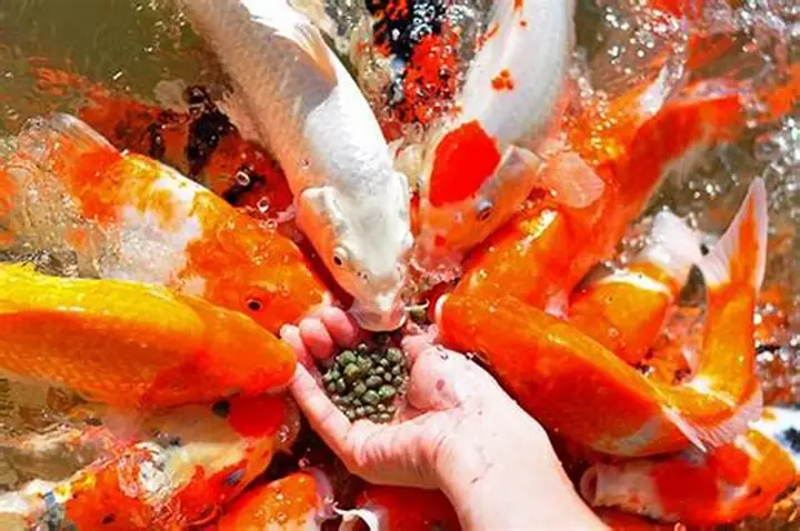 Cá Koi Nằm Im Dưới Đáy: Nguyên Nhân & Cách Khắc Phục Hiệu Quả