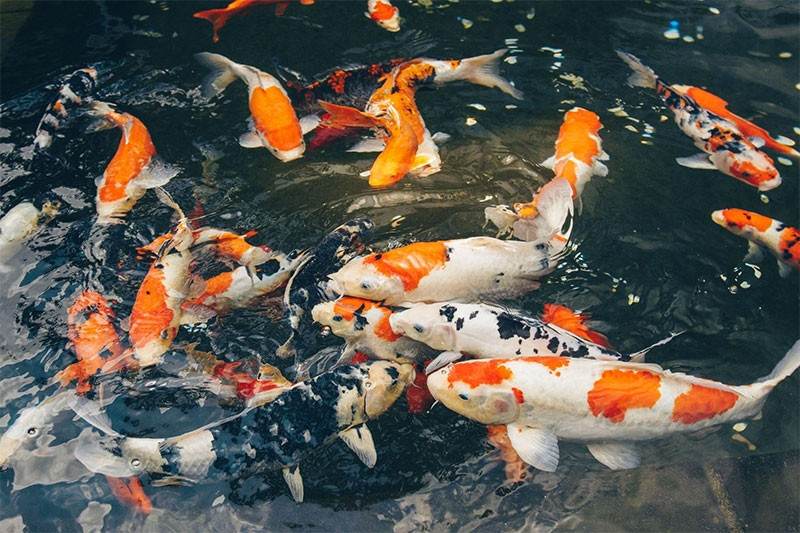 Cá Koi Nhật Bản bơi lượn trong ao