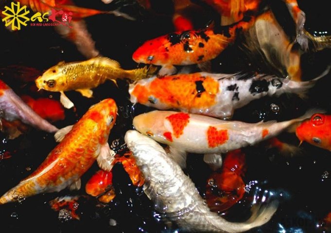 Cá Koi Nhật Bản với màu sắc rực rỡ bơi lội trong hồ cá, tượng trưng cho sự bình yên và thịnh vượng trong hồ cá cảnh