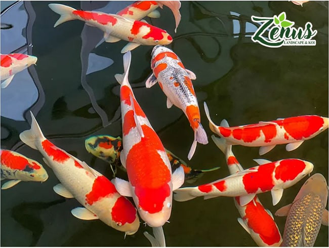 Cá koi Nhật đẹp và khỏe mạnh cho hồ cá cảnh ngoài trời