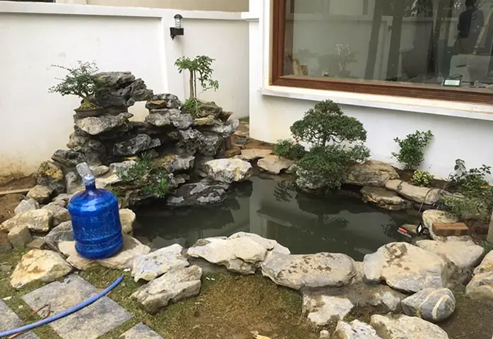 Cá Koi Nhật Mini: Đặc Điểm, Cách Nuôi & Chăm Sóc Đúng Chuẩn