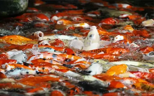 Cá Koi Nhảy Ra Khỏi Hồ: Nguyên Nhân, Cách Khắc Phục & Phòng Ngừa Hiệu Quả
