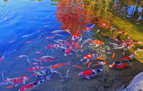 Cá Koi nhiều màu sắc trong ao, tượng trưng tuổi thọ cao của cá cảnh