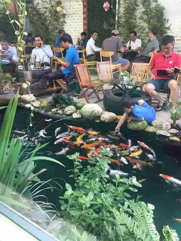 Khám Phá Thế Giới Cá Koi Quận 7: Kinh Nghiệm và Địa Chỉ Uy Tín