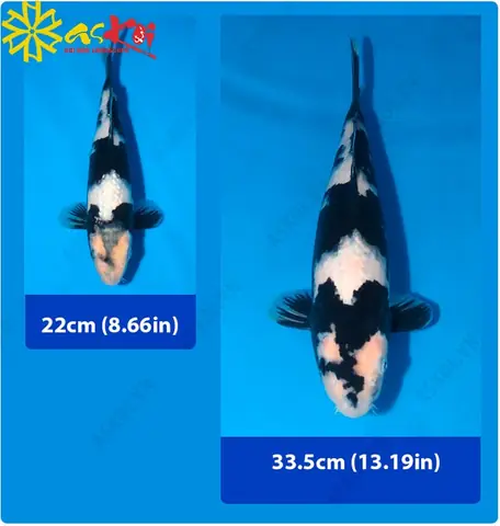 Cá Koi Shiro Utsuri: Hướng dẫn chi tiết từ A đến Z