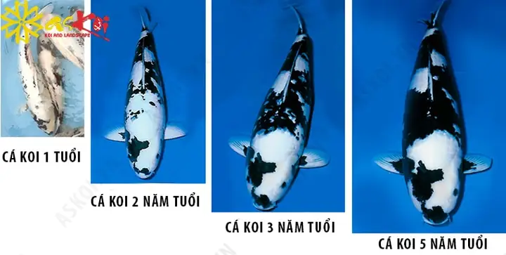 Cá Koi Shiro Utsuri: Hướng dẫn chi tiết từ A đến Z