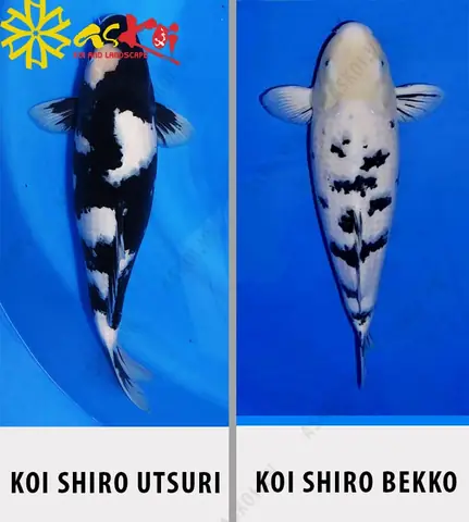 Cá Koi Shiro Utsuri: Hướng dẫn chi tiết từ A đến Z