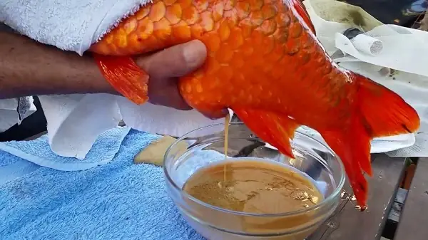 Cá koi sinh sản dưới sự can thiệp của con người