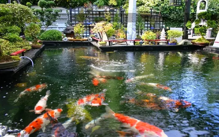 Cá Koi Thuộc Bộ Nào? Khám Phá Vị Trí Trong Sinh Giới Cá Koi Thuộc Bộ Nào? Khám Phá Vị Trí Trong Sinh Giới