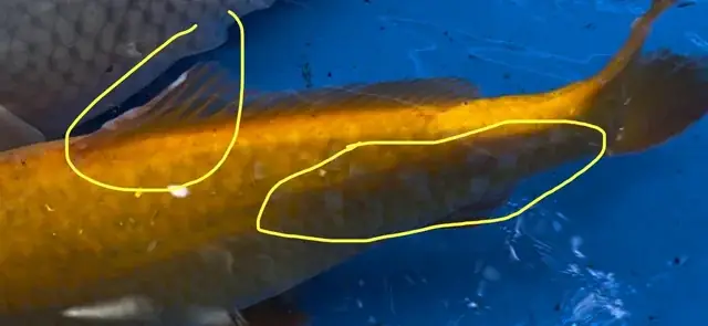 Cá Koi Thuộc Bộ Nào? Khám Phá Vị Trí Trong Sinh Giới Cá Koi Thuộc Bộ Nào? Khám Phá Vị Trí Trong Sinh Giới