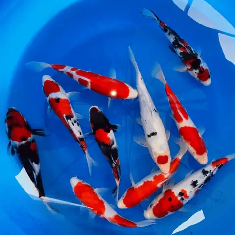 Cá Koi Thuộc Bộ Nào? Khám Phá Vị Trí Trong Sinh Giới