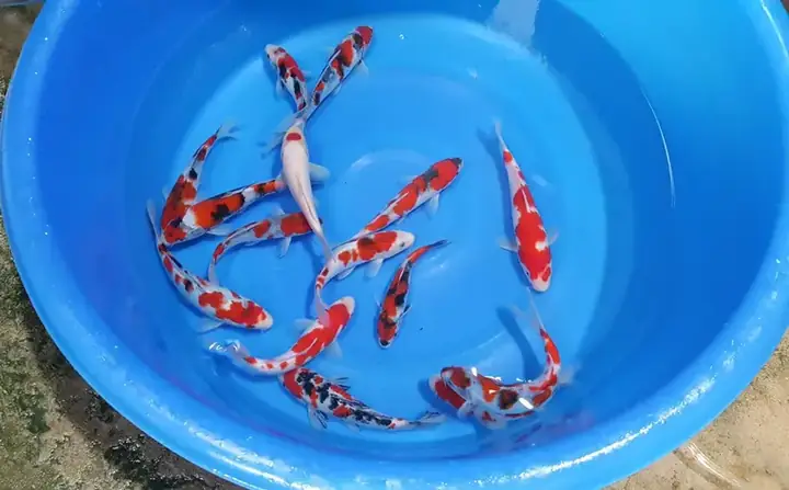 Cá Koi Tosai Là Gì? Hướng Dẫn Toàn Diện Từ Chuyên Gia