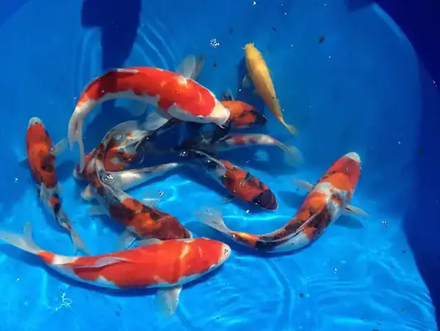 Cá Koi Tosai Là Gì? Hướng Dẫn Toàn Diện Từ Chuyên Gia