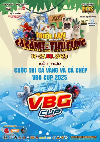 Cá Koi vàng cam tuyệt đẹp đang bơi trong hồ, chuẩn bị tham gia triển lãm cá cảnh