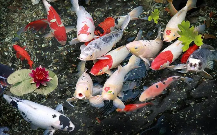 Cá Koi Vàng Giá Bao Nhiêu? Hướng Dẫn Chọn Và Chăm Sóc Yamabuki Ogon