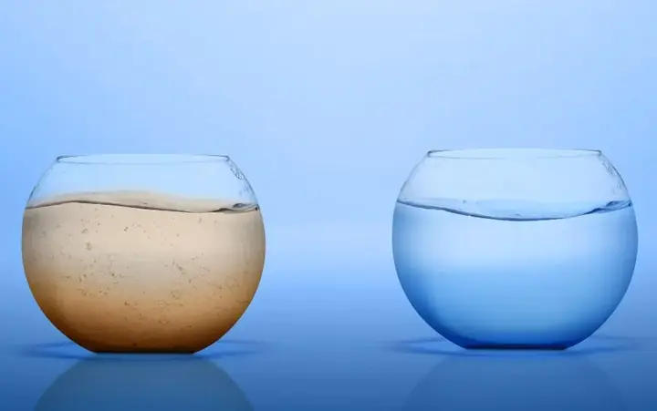 Bệnh Cá Koi Xù Vảy: Từ A Đến Z Cách Phòng Trị Thành Công