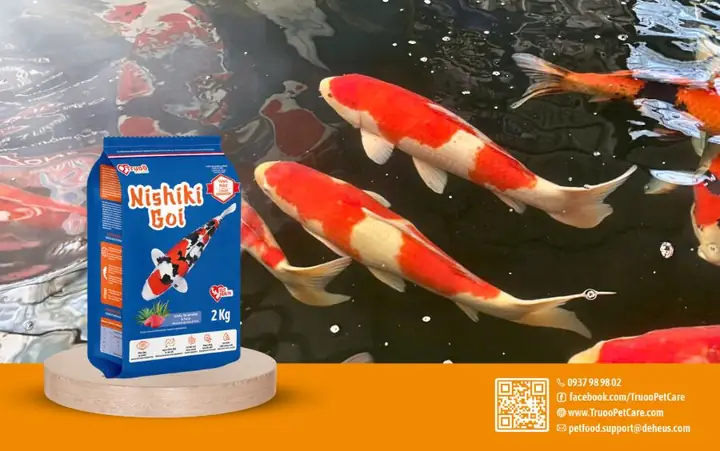 Bệnh Cá Koi Xù Vảy: Từ A Đến Z Cách Phòng Trị Thành Công