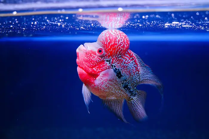 Cá La Hán Ăn Gì Để Lên Đầu To Và Màu Sắc Rực Rỡ?