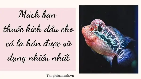 Cá La Hán Bị Xẹp Đầu: Nguyên Nhân Và Cách Khắc Phục Hiệu Quả